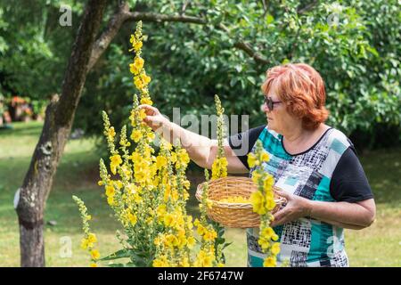 Femme âgée active cueillant la fleur de mullein au panier en osier. Verbascum jaune pour la médecine alternative à base de plantes. Femme âgée jardinant l'été Banque D'Images