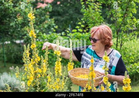 Femme active senior collect verbascum fleur pour la médecine alternative de fines herbes. Fleur de mulléine jaune dans un jardin biologique. Jardinage de retraite à l'été Banque D'Images