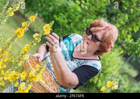 Femme senior cueillant verbascum fleur dans le jardin biologique. Collectez les pétales de mulléine pour une médecine alternative à base de plantes. Femme âgée active Banque D'Images