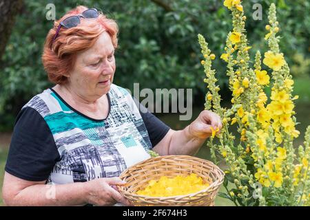 Femme âgée jardinage. Cueillette de fleurs de verbascum pour la médecine de fines herbes. Femme sénior en bonne santé qui récolte de l'herbe de mullein dans le jardin Banque D'Images