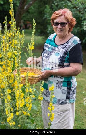 Bonne femme senior cueillant verbascum fleur dans le jardin biologique. Plante de mulléine pour la médecine de fines herbes. Sourire retraité en bonne santé récolte herbe. Banque D'Images