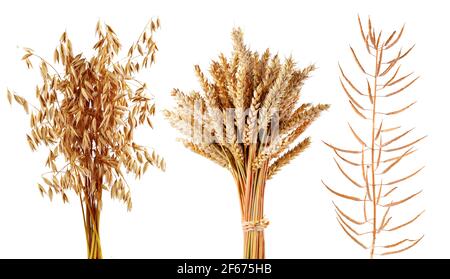 Céréales mûres plantes avoine, blé et canola isolés sur fond blanc. Collecte de cultures agricoles. Banque D'Images