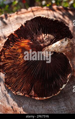 Gros plan de la lumière du soleil d'automne sur un chapeau de champignon Banque D'Images