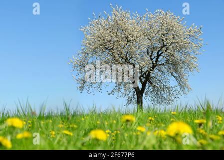 Paysage de printemps. Cerisier fleuri sur la prairie avec des pissenlits. Banque D'Images