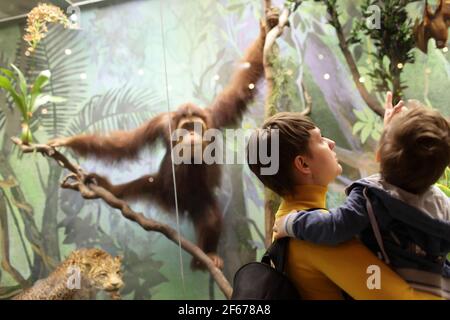 Famille regardant le singe dans le musée Banque D'Images