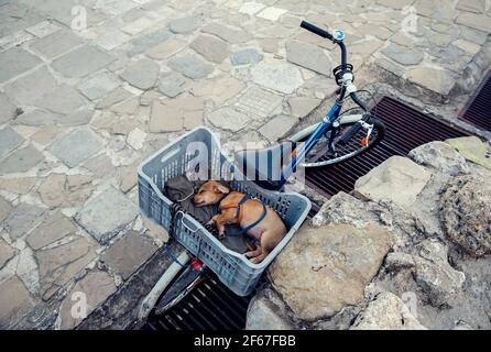 Mignon petit chiot avec laisse dormir dans une caisse sur Une bicyclette image prise par le dessus Banque D'Images