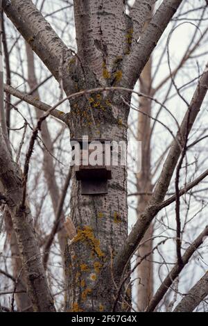 Un birdhouse en bois haut sur un arbre Banque D'Images