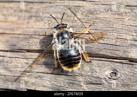 Andenidae abeille. Les Andenidae, communément appelés abeilles minières, sont une grande famille, presque cosmopolite, d'abeilles solitaires nichant le sol de l'ordre Banque D'Images