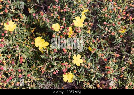 Le jagz jaune, Halimium calycinum, est une espèce de la famille des Cistaceae, également connue sous le nom de Cistaceae Cistus calycinus L. Banque D'Images