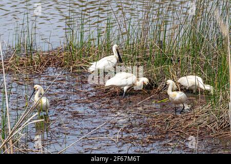 Spatules eurasiennes (Platalea leucorodia) Alimentation dans les marais du parc national de Doñana Banque D'Images