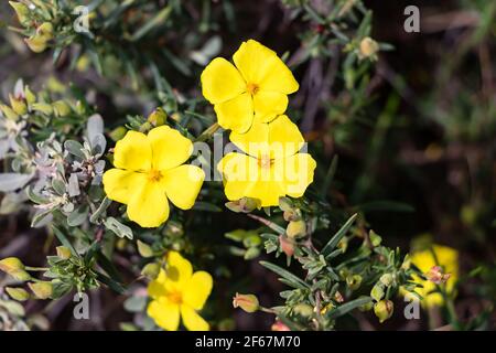 Le jagz jaune, Halimium calycinum, est une espèce de la famille des Cistaceae, également connue sous le nom de Cistaceae Cistus calycinus L. Banque D'Images