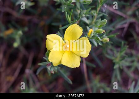 Le jagz jaune, Halimium calycinum, est une espèce de la famille des Cistaceae, également connue sous le nom de Cistaceae Cistus calycinus L. Banque D'Images