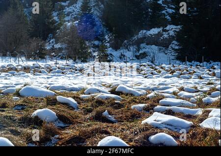 Petites tas de neige irrégulières sur la prairie. Couche de neige fondue au printemps. Paysage naturel, Vercors, France. Banque D'Images