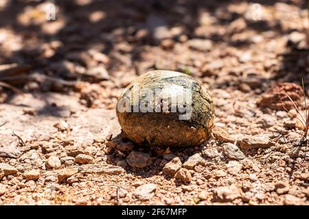 Photo de champignons, Calvatia est un genre de champignons de la boule de carpes Banque D'Images