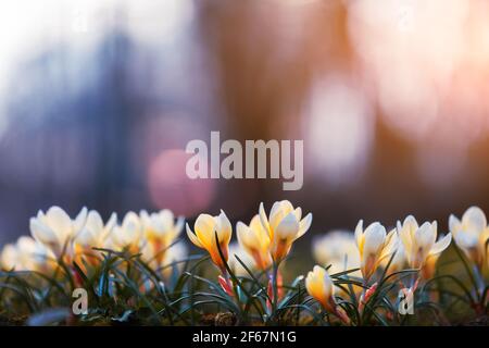 Fleurs de crocus jaunes sur un pré ensoleillé Banque D'Images