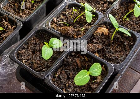plantules de concombres avec de grandes feuilles germinales dans des pots en plastique avec un mélange de sol d'humus, un sol noir et de tourbe dans une pièce chaude en prévision o Banque D'Images
