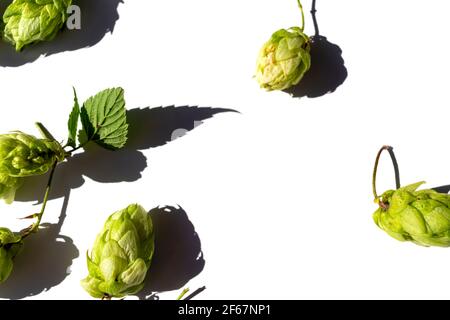 Houblon vert avec feuilles isolées sur blanc Banque D'Images