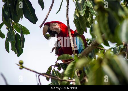 Une macarque dans la jungle mangeant des fruits Banque D'Images