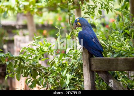 macaw en jacinthe bleue sur une clôture en bois Banque D'Images