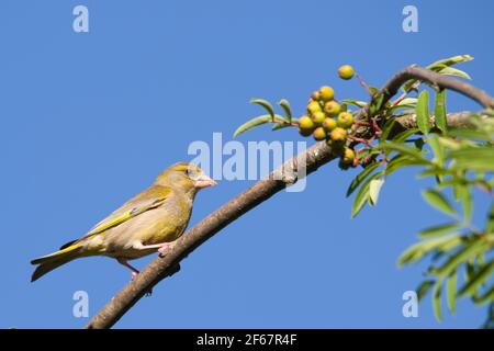 Un greenfinch européen sur un arbre de rowan Banque D'Images