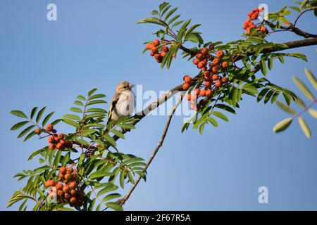 Égorfeuse européenne sur un arbre de rowan Banque D'Images
