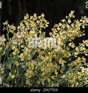 Genêts en fleur, Cytisus scoparius, au printemps Banque D'Images