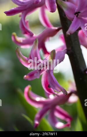 Gros plan d'une fleur blanche de la jacinthe fleurie avec tige éclairée par le soleil du matin sur fond vert foncé flou, début du printemps, parfum Banque D'Images