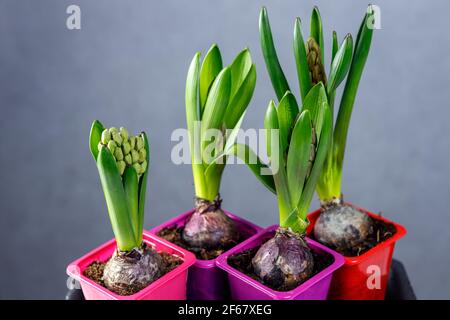 La jacinthe se déchèche dans des pots en plastique. Fleurir les plantules dans des récipients en plastique. Banque D'Images