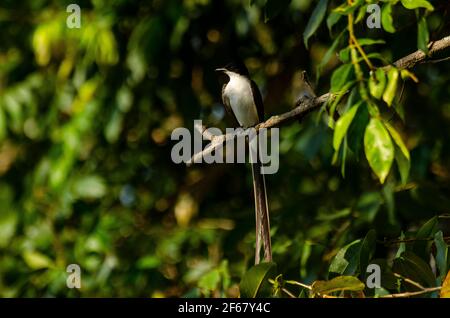 Un oiseau de attrape-mouche à queue de fourche sur une branche Banque D'Images