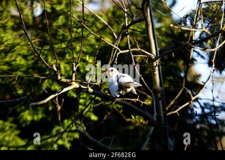 Berlin, Allemagne. 30 mars 2021. Un blackbird blanc sur un pommier dans le quartier Steglitz de Berlin. (Photo de Simone Kuhlmey/Pacific Press) crédit: Pacific Press Media production Corp./Alay Live News Banque D'Images