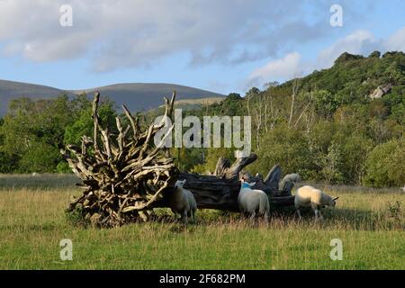 Moutons se grattant sur un arbre mort dans un champ près de Keswick, Cumbria Banque D'Images