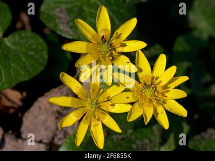 Gros plan de trois fleurs jaunes du petit celandin, une belle fleur jaune au début du printemps Banque D'Images