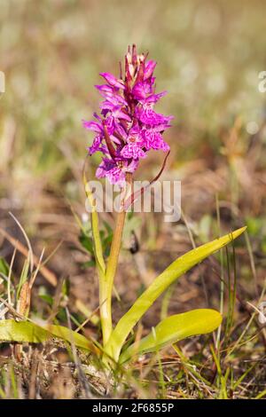 Belle orchidée rose florissante dans une prairie humide Banque D'Images