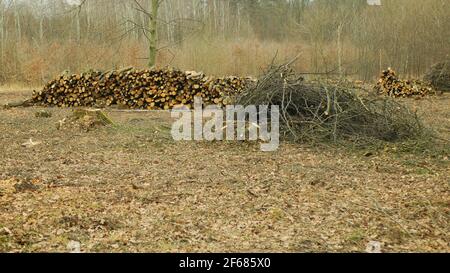 Couper le déboisement, l'exploitation forestière couper le bois de l'industrie pieu des branches de bois décortiquées, souche et nouvellement planté plantation arbres en croissance production de semis Banque D'Images