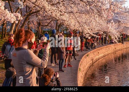 Washington DC, États-Unis. 30 mars 2021. Cherry Blossom Festival Washington DC 30 mars 2021 - la foule et les photographes se rassemblent au lever du soleil pour prendre des photos des cerisiers en fleurs et des monuments nationaux autour du bassin de marée à Washington DC - Blossoms ont atteint leur sommet (70% des cerisiers en fleurs Yoshino ( Prunus x yedoensis ) sont ouverts) Crédit : Don Mennig/Alamy Live News Banque D'Images