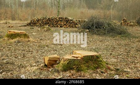 Couper le déboisement, l'exploitation forestière couper le bois de l'industrie pieu des branches de bois décortiquées, souche et nouvellement planté plantation arbres en croissance production de semis Banque D'Images