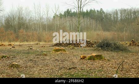 Couper le déboisement, l'exploitation forestière couper le bois de l'industrie pieu des branches de bois décortiquées, souche et nouvellement planté plantation arbres en croissance production de semis Banque D'Images
