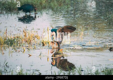 Goa, Inde. Deux oiseaux de marais à tête grise le matin à la recherche de nourriture dans le marais. Porphyrio Poliocephalus Banque D'Images