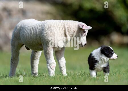 Hawes, North Yorkshire, Royaume-Uni. 30 mars 2021. Les chiots de berger Border Collie, âgés de quatre semaines, rencontrent leur premier mouton, Thumper l'agneau de compagnie texel à Low Bands, Gayle, dans les Yorkshire Dales. Crédit : Wayne HUTCHINSON/Alamy Live News Banque D'Images