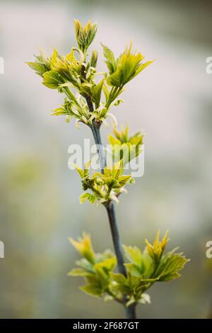 Jeunes feuilles vertes de printemps poussant dans la branche de forêt Bush Plant Tree. Jeune feuille dans la lumière du soleil sur le bokeh Boke flou naturel. Banque D'Images