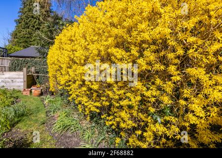 Une haie de forsythia jaune bien taillée en plein boom au printemps dans un jardin à Surrey, dans le sud-est de l'Angleterre, par une journée ensoleillée Banque D'Images