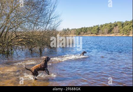 Les chiens s'éclabousser dans le lac de Frensham Little Pond, près de Farnham, Surrey, un endroit de beauté rural local et une aire de loisirs, de la fin de l'hiver au début du printemps Banque D'Images