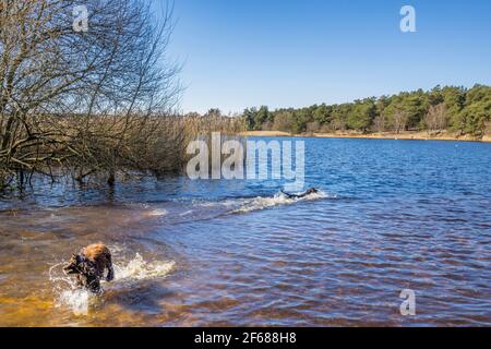 Les chiens s'éclabousser dans le lac de Frensham Little Pond, près de Farnham, Surrey, un endroit de beauté rural local et une aire de loisirs, de la fin de l'hiver au début du printemps Banque D'Images