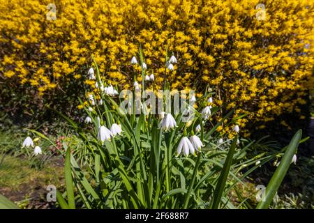 Des flocons de neige blancs d'été (Leucojum aestivum) par une haie jaune de forsythia fleurissent au printemps dans un jardin à Surrey, dans le sud-est de l'Angleterre, par une journée ensoleillée Banque D'Images