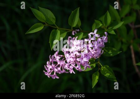 Un beau Bush lilas fleurit au printemps dans le jardin, parc. Une branche de lilas sur un fond flou de feuilles vertes. Une fleur de printemps douce et violette. Banque D'Images