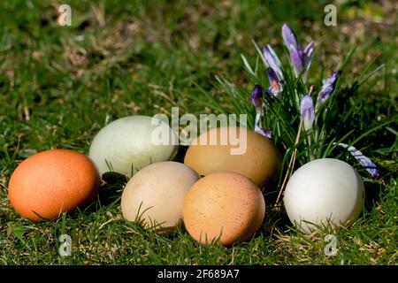 Six œufs biologiques de différentes couleurs sur une pelouse au soleil de printemps avec des fleurs de printemps en arrière-plan Banque D'Images