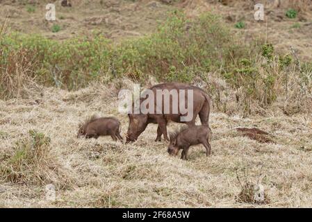 La femelle de Common Warthog (Phacochoerus africanus) et deux jeunes nourrissant le PN des montagnes Bale, en Éthiopie Avril Banque D'Images