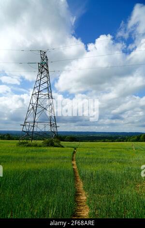 Pylône d'électricité et sentier de grande distance de Wealdway traversant le champ de blé jeune entre Bidborough et Haysden au début de l'été, Kent, Angleterre Banque D'Images