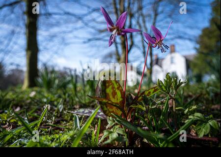 Une fleur sauvage de pied-de-poule violette dans les bois en Irlande Banque D'Images