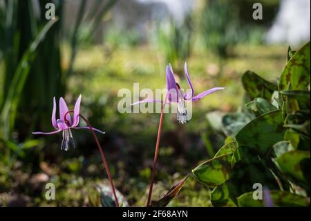 Une fleur sauvage de pied-de-poule violette dans les bois en Irlande Banque D'Images